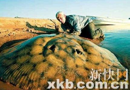 英国钓鱼人钓上127斤巨型黄貂鱼