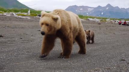 俄罗斯男子正钓鱼，突然来了一只熊！