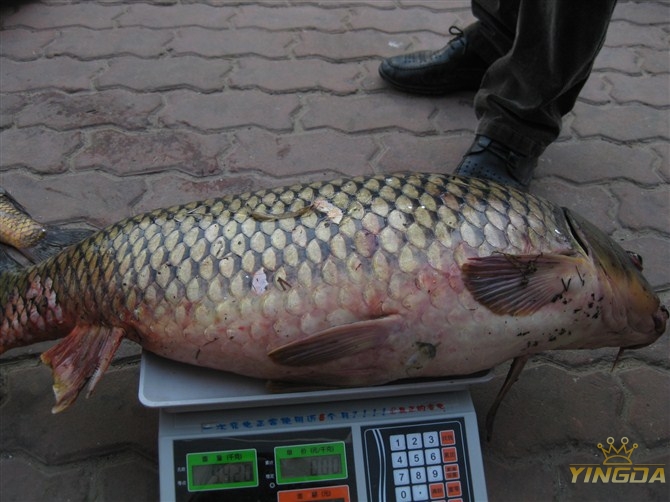 英大钓友秀之莱州钓友19斤巨鲤英大天使54m