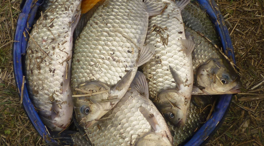 秋分前后钓鲫鱼草鱼鲤鱼怎么选饵料