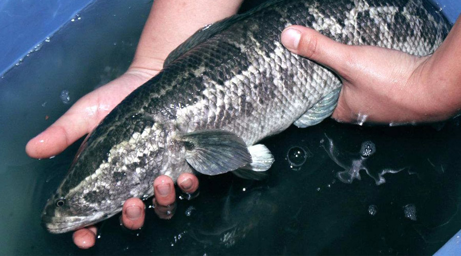 实拍给黑鱼弹出抢食 凶猛得吓人!这可怎么钓?